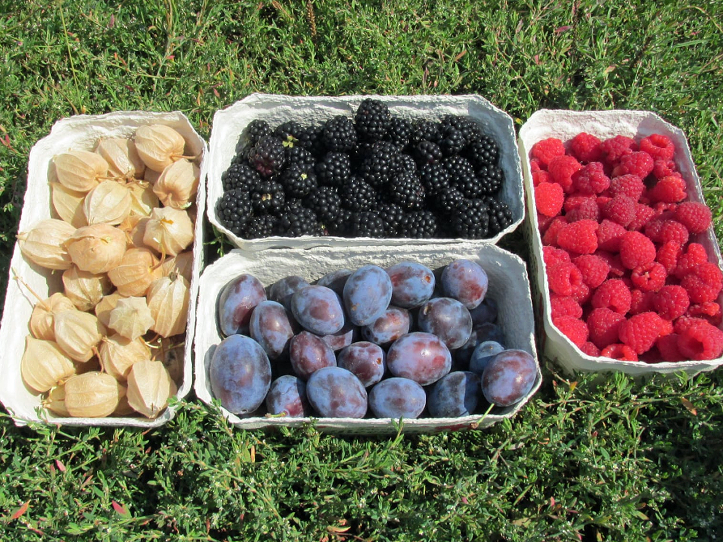 Beeren und Pflaumen