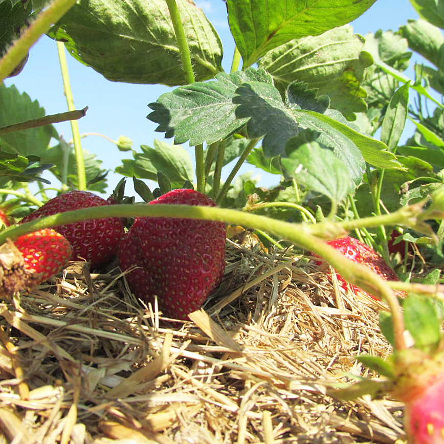 versteckt - reife Erdbeeren auf dem Feld