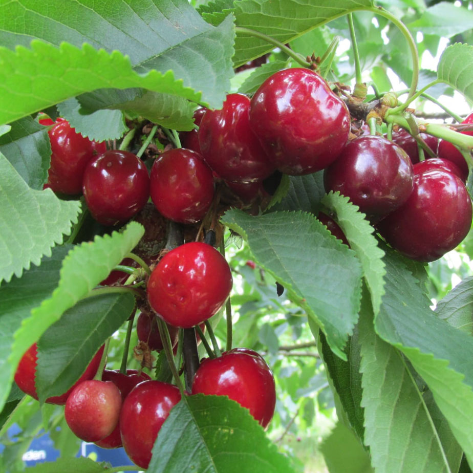 Kirschplantage in Dresden Pillnitz