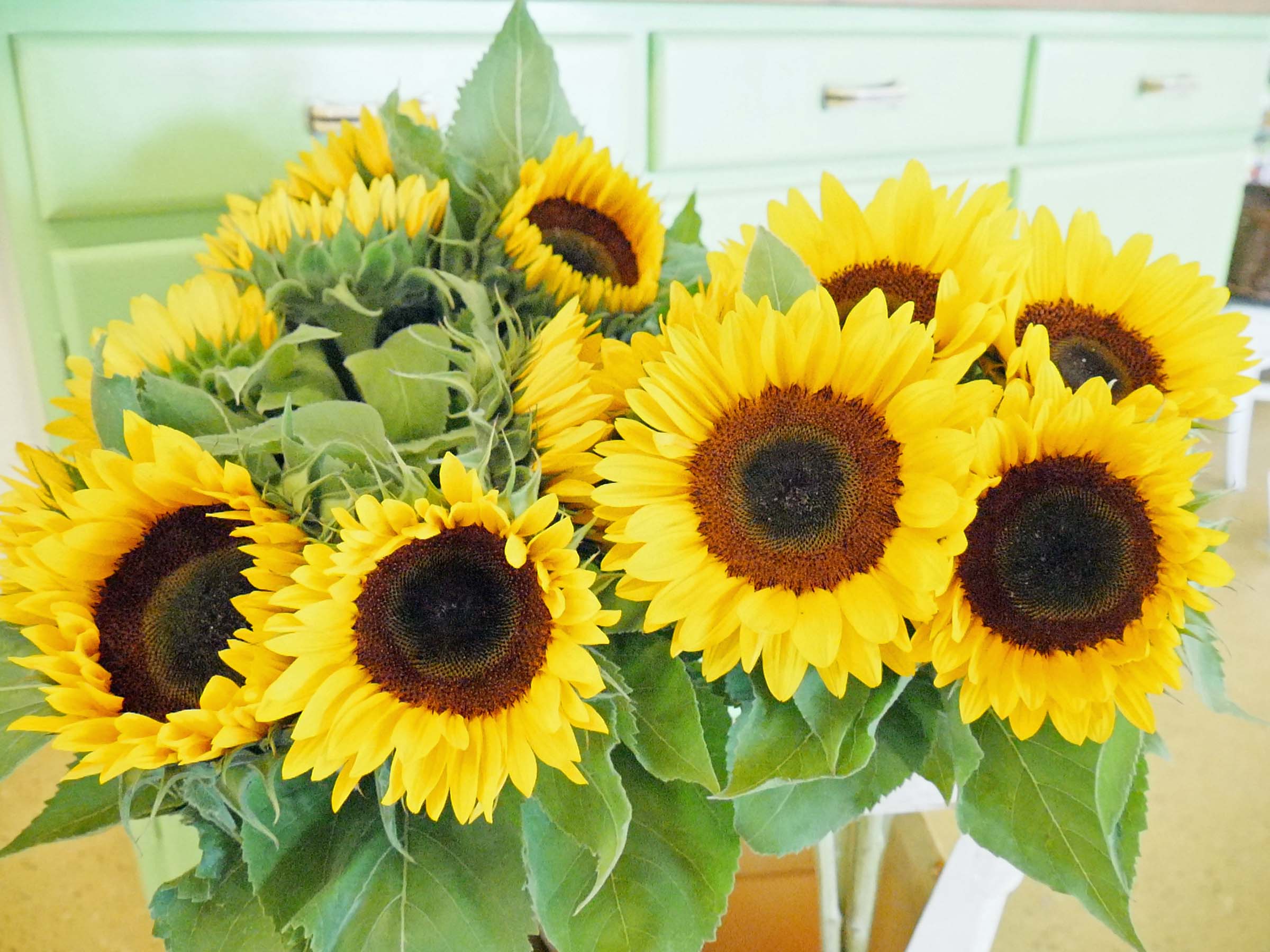 Sonnenblumen kaufen